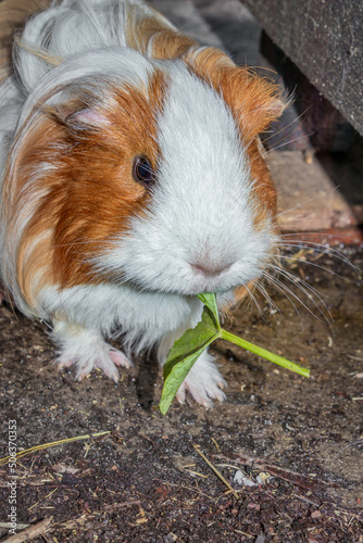 Domestic brown, black and white guinea pig (Cavia porcellus), Cape Town, South Africa