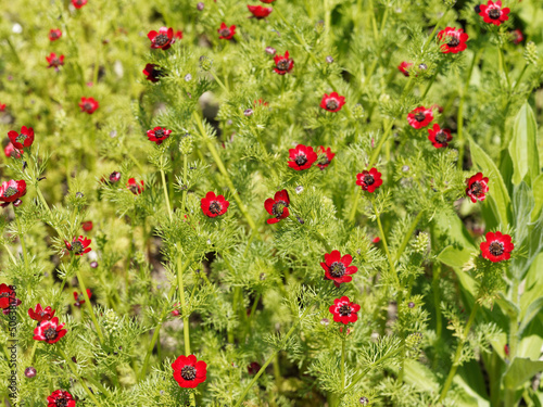 Adonis aestivalis - Summer pheasant's-eye. Flowers with bright red petals, spotted with black and numerous stamens with thick, purple-black anthers