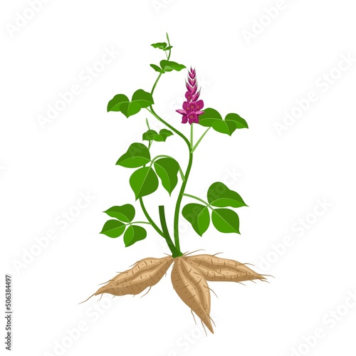 Vector illustration of Kudzu plant or Pueraria montana, herbal plant, isolated on white background.