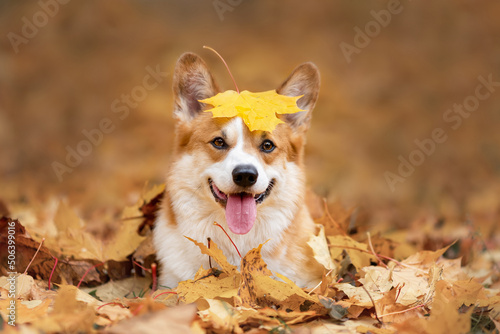 Happy dog of welsh corgi pembroke breed among fallen leaves in autumn