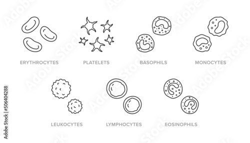 Blood cells doodle illustration including icons - erythrocyte, platelet, basophil, monocyte, leukocyte, lymphocyte, eosinophil. Thin line art about hematology. Editable Stroke