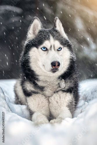 Husky dog with blue eyes in snowy winter forest. Snowstorm winter nature background. Siberian husky dog wolf on snow.