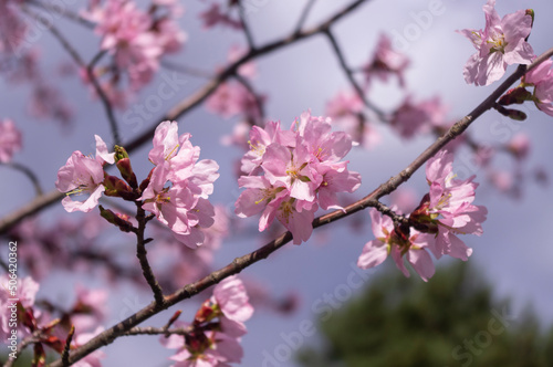 Sakura - kwitnąca wiśnia japońska