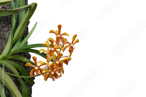 Fresh Orange Mokara orchid flower bloom on commensalism big tree in the garden isolated on white background included clipping path.