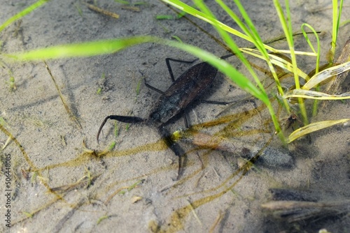 water scorpion（ウォータースコーピオン）タウコウチ、ミズカマキリ、水田