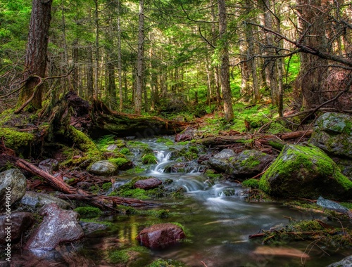 Small mountain creek in forest at Glacier Park