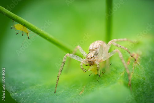 Crab spider (Philodromus sp.) on a leaf eating an aphid