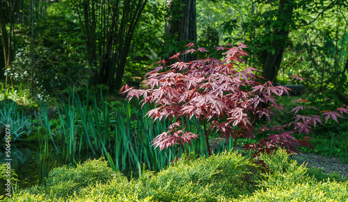 Japanese maple Acer palmatum Atropurpureum on shore of beautiful garden pond. Young red leaves against blurred green plants background. Spring landscape, fresh wallpaper, nature background concept