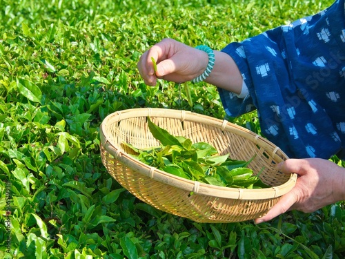 Shizuoka, Japan - May 22, 2022: Tea picking or handpicking tea harvesting in Shizuoka, Japan 