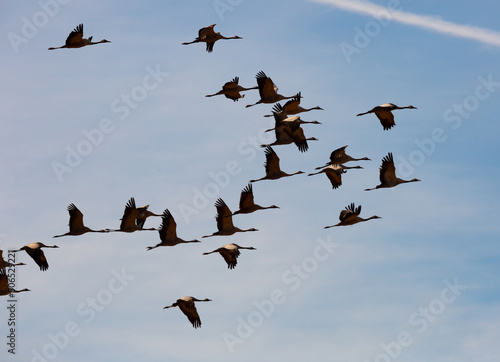 Flock of cranes flying against cloudy sky, spring migration