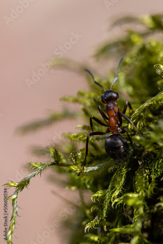 mrówka na mchu z bliska