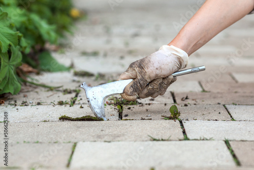 Weed Removing of Paving Stones in Garden. Human hand removes weeds with special tool