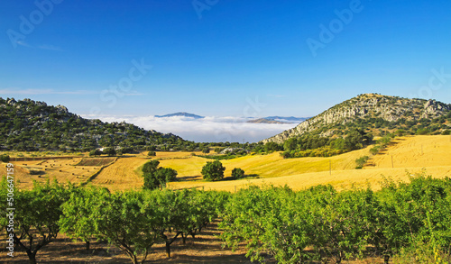 Beautiful rural quiet yellow golden green landscape valley, olive grove, hills, sea of low morning stratus clouds, agriculture fields, Axarquia, Montes de Malaga, Spain