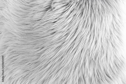 Abstract fur skin pattern white background.