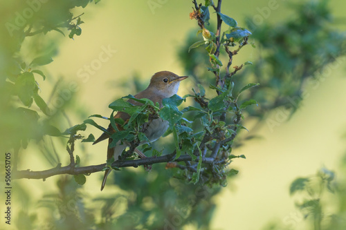 A common nightingale sitting in a bush