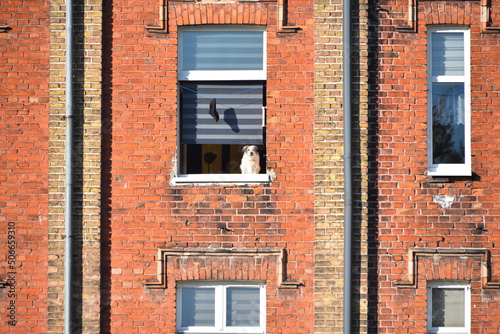 Stara elewacja z czerwonej cegły, dwie rynny, pies w oknie, i czapka rzucająca cień