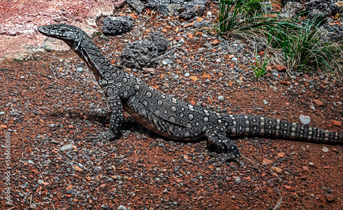 Northern Pilbara rock monitor on the ground. Latin name - Varanus pilbarensis 