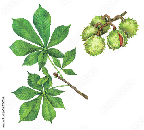 Watercolor horse chestnut or European horsechestnut branch and conkers. Aesculus hippocastanum isolated on white background. Hand drawn painting plant illustration.