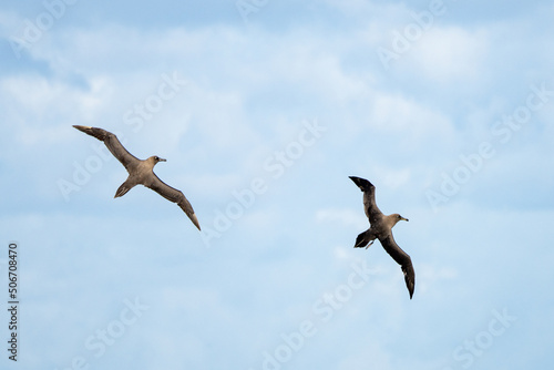 Dunkelalbatros (Phoebetria fusca) ein rußschwarzer Albatros mit charakteristisch langen, schmalen Flügeln und einem schmal auslaufenden Schwanz