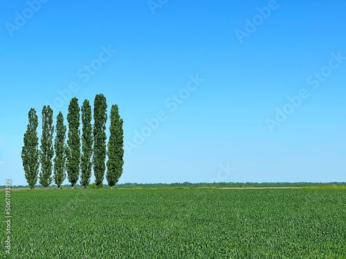 Agricultural wheat green field against clear sky and poplar trees on horizon at sunny summer day. Green grass and blue sky.