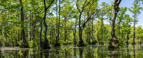 Merchant's Millpond State Park in northeastern North Carolina in late May. Dominant trees are water tupelo (Nyssa aquatica) and baldcypress (Taxodium distichum). 