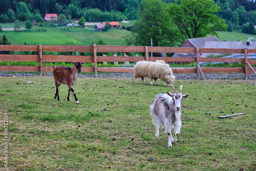 rams and goats in the agritourism farm