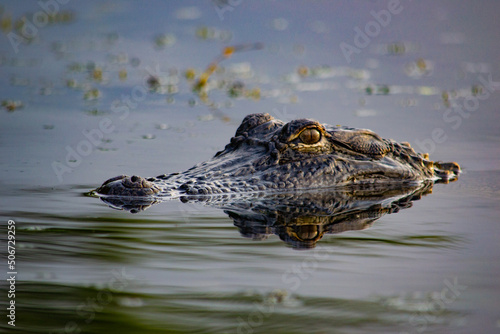 alligator in the water