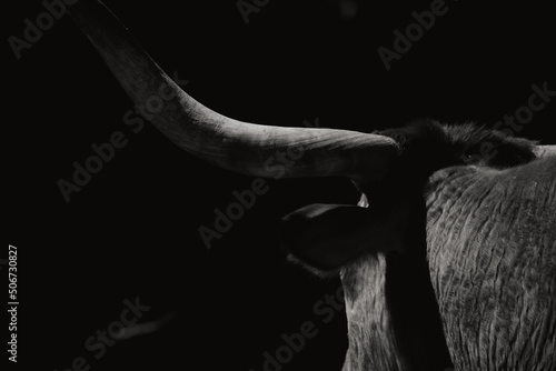 Grit texture of Texas longhorn cow horn close up, isolated on black background for tough cow on farm concept.