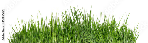 Grass isolated on white background - Panorama