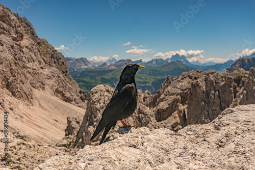 Neugierig, zutraulich, frech, bettelnd: Die Alpendohle: Allen Berggängern als treuer Begleiter bekannt mit beeindruckenden Flugkünsten. mühelos um die höchsten Gipfel segelt und allen Winden trotzt.