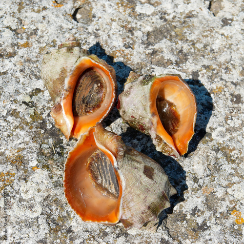 Shells and molluscs of rapana venosa