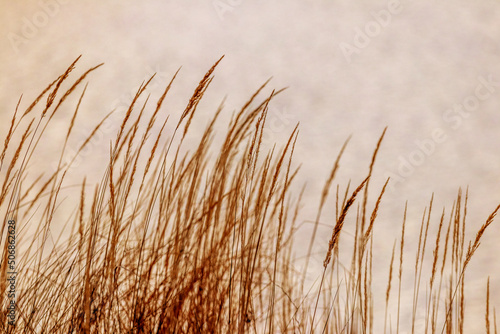 Autumn background with thickets of dry grass on a blurred background