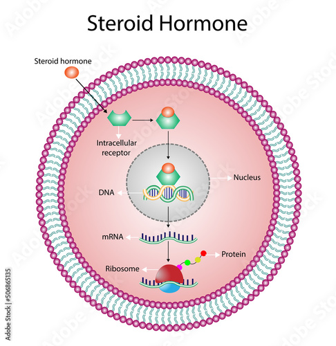 Steroid hormones mechanism of action. Steroids Bind to an intracellular receptor. Hormone-receptor complex activate gene transcription in the nucleus, followed by protein synthesis. Vector diagram