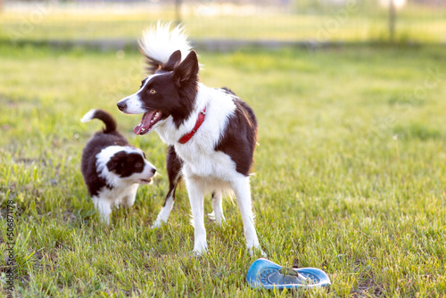 Border Collie