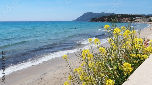 Paysage de côte à La Seyne-sur-Mer dans le Var, plage des Sablettes au bord de la mer Méditerranée, avec des fleurs jaunes au premier plan (France)