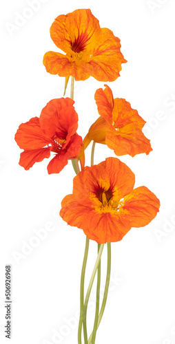 nasturtium flower isolated