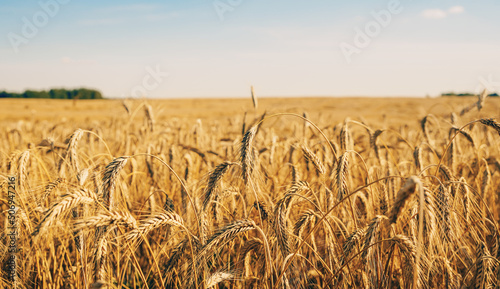 Triticale grain on sunlit golden field with blue sky. Summer or autumn grain crop season. Harvest landscape. Wheat and rye. Gluten. Agriculture and farming. Grain drain