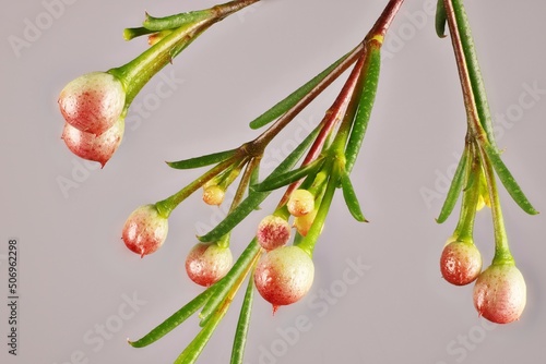 Geraldton Wax (Chamaelaucium uncinatum) in bud. Australian native plant.