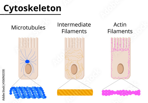 Different structures of cytoskeleton. Microtubules, intermediate filaments and actin filaments. Vector illustration.
