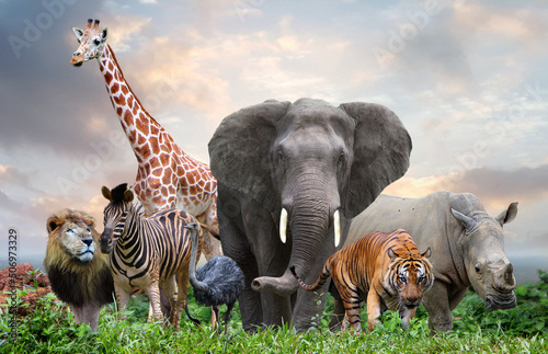 group of wildlife animals in the jungle together