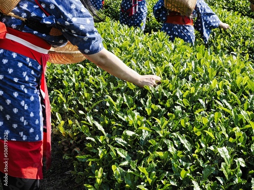 Shizuoka, Japan - May 22, 2022: Tea picking or handpicking tea harvesting in Shizuoka, Japan 