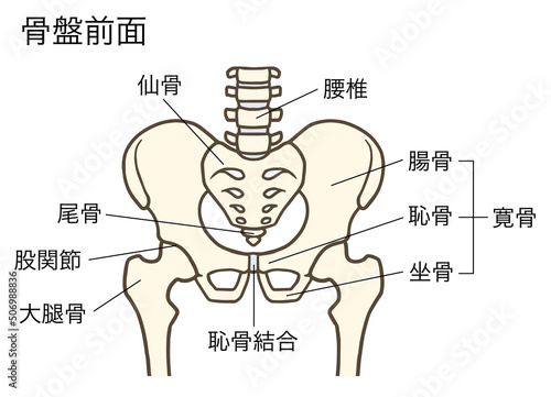 骨盤と股関節(前面)、腰椎、椎間板、寛骨、仙骨、腸骨、恥骨、坐骨、説明あり