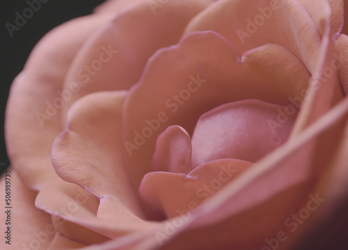 Macro photo of petals of a beautiful pink rose
