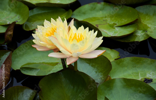 ellow lotus blooming beautiful nature in water garden park THailand