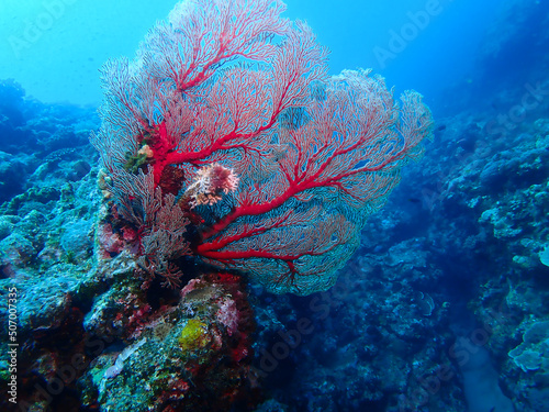 Red Sea Fan at Kume island, Okinawa