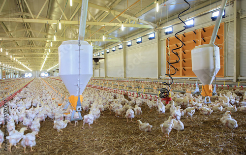 Indoors chicken farm, chicken feeding