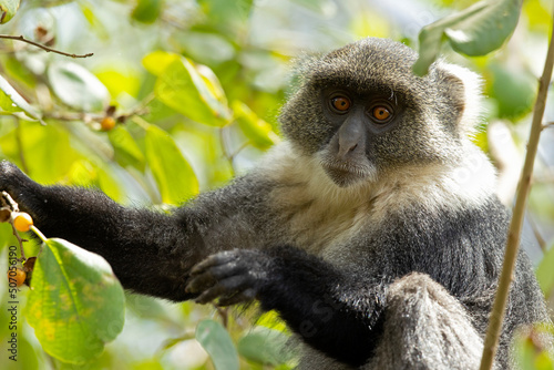 Sykes' monkey (Cercopithecus albogularis) feeding on the fruits of the tree.