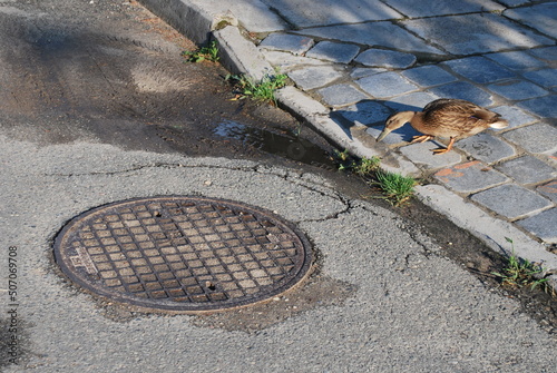 street, sidewalk, round canal lid, asphalt and duck, nature in the city, animals in civilization