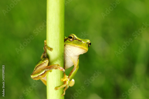 Green tree frog on grass