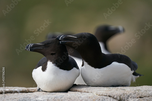 Pair of Razorbill (Alca torda) on a cliff on Great Saltee Island off the coast of Ireland.